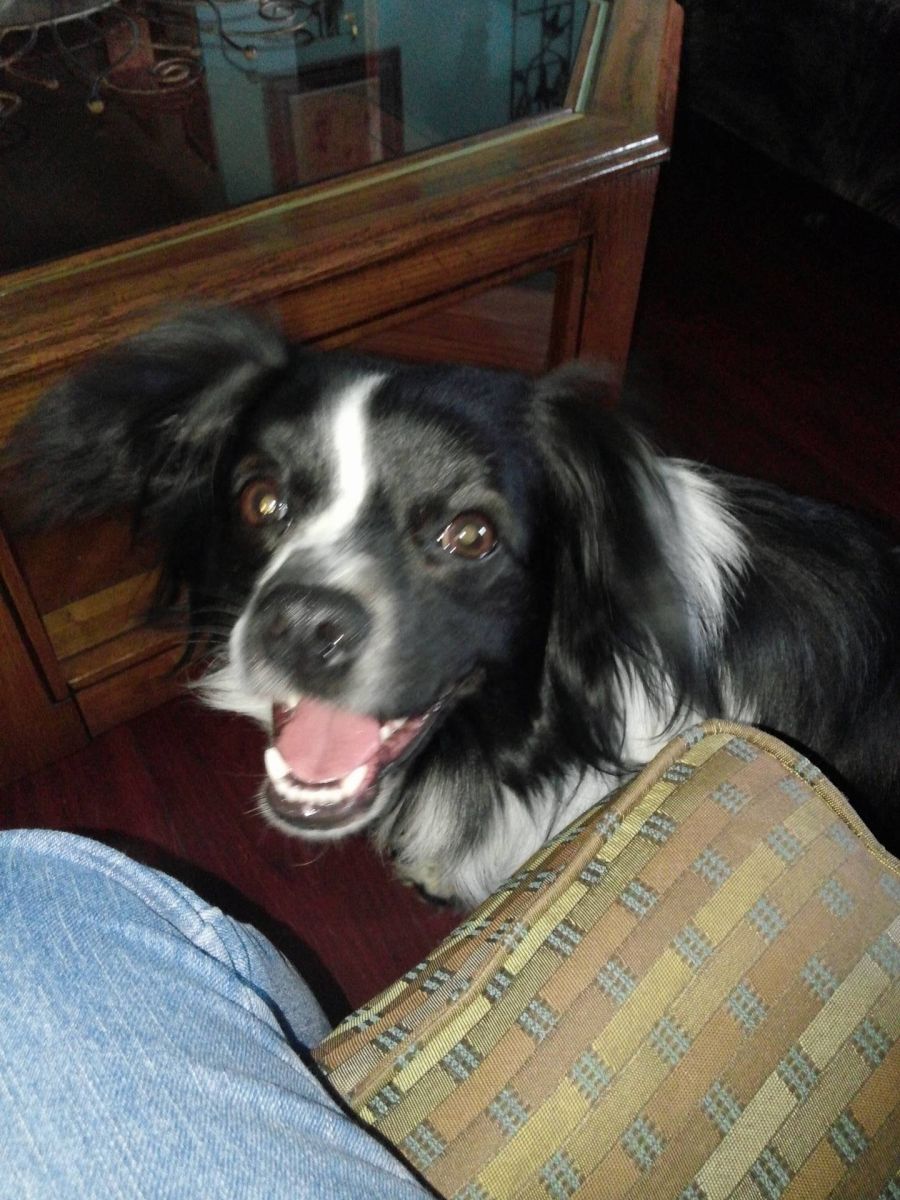 Animal Rescue Foundation of Bartlesville Other Dogs