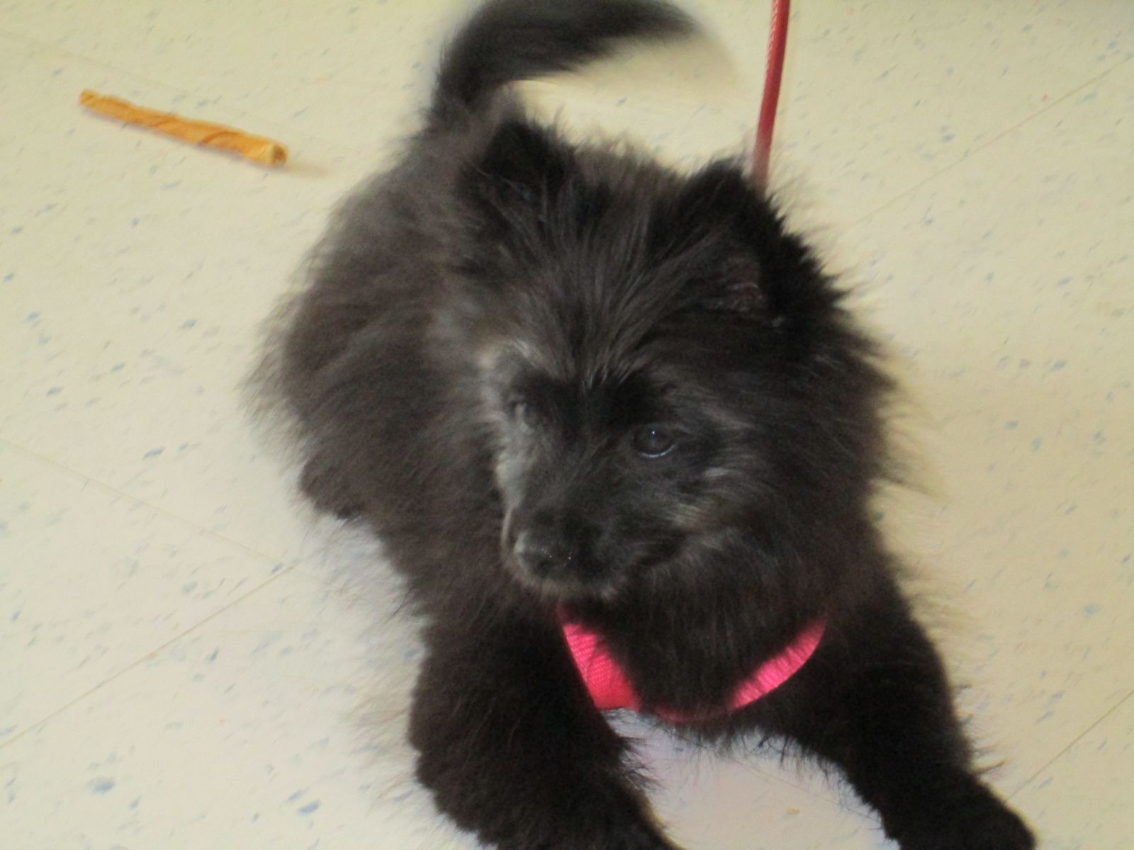 pomeranian mix with terrier animal rescue foundation of bartlesville arf dogs pomeranian mix with terrier animal rescue foundation of bartlesville arf dogs