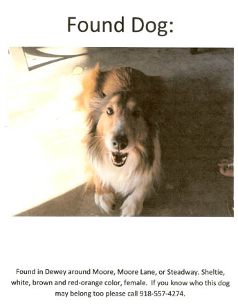 Found Sheltie